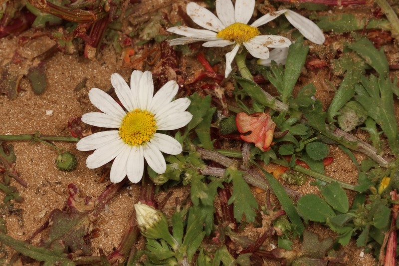 Anthemis leucanthemifolia