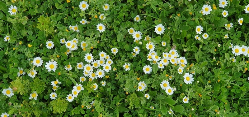 Anthemis leucanthemifolia photo 2