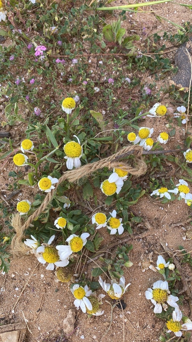 Anthemis leucanthemifolia photo 3