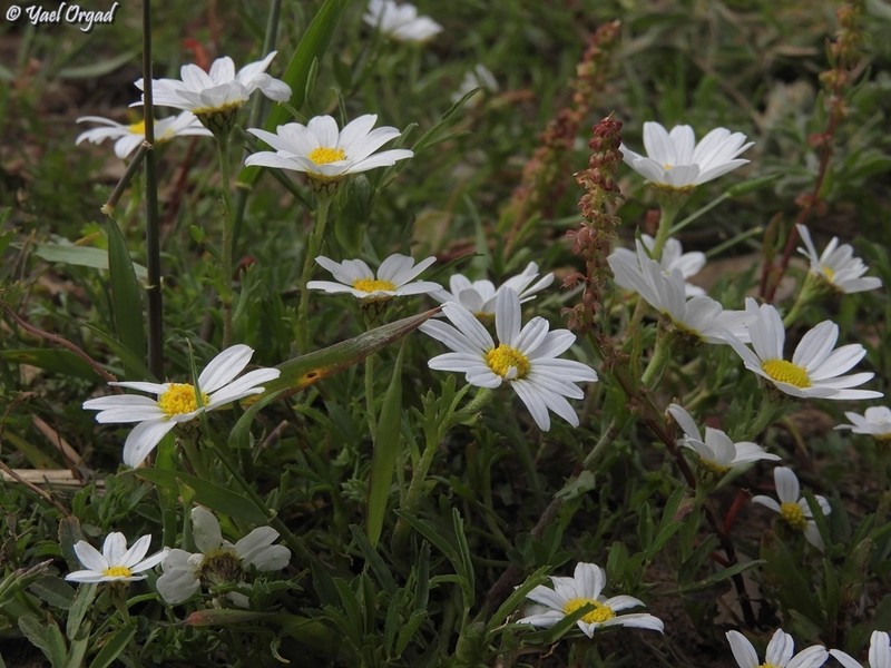 Anthemis leucanthemifolia photo 5