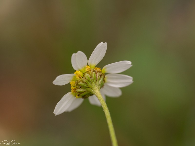 Anthemis leucanthemifolia photo 6