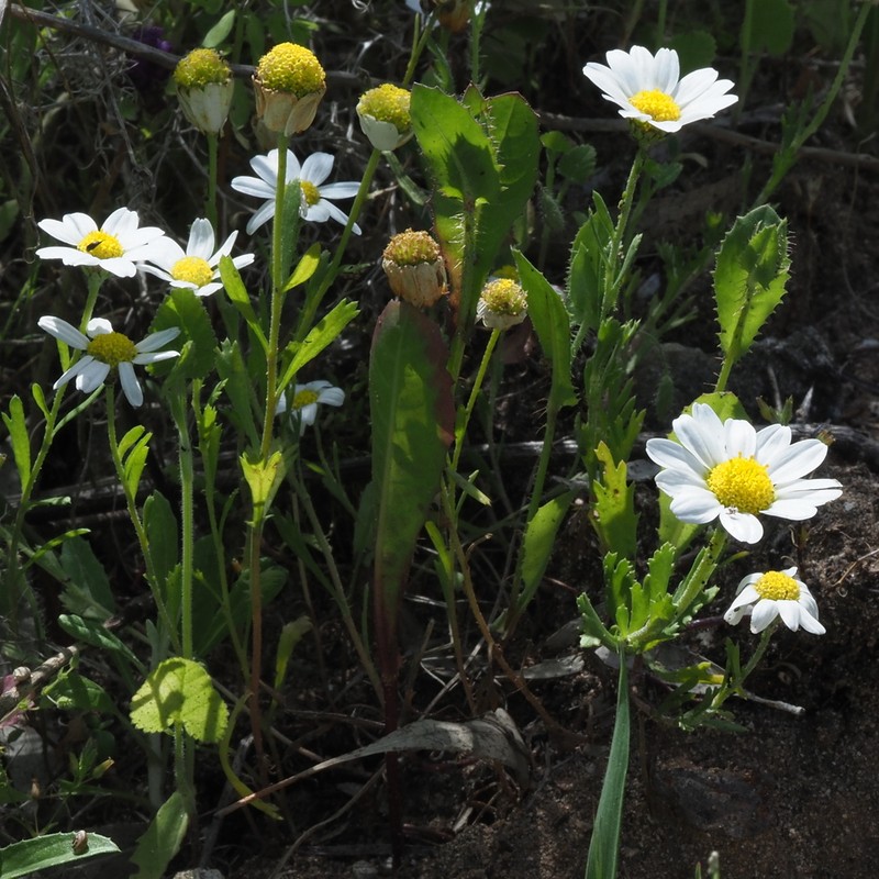Anthemis leucanthemifolia photo 7