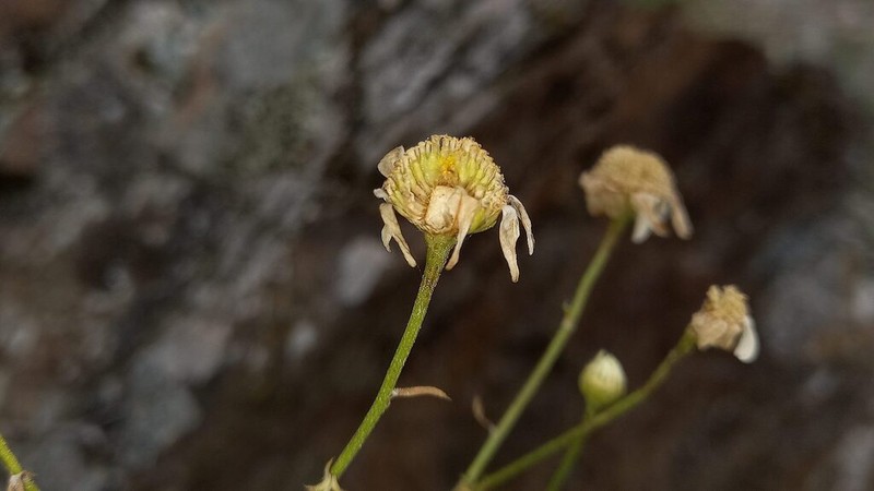 Anthemis macedonica