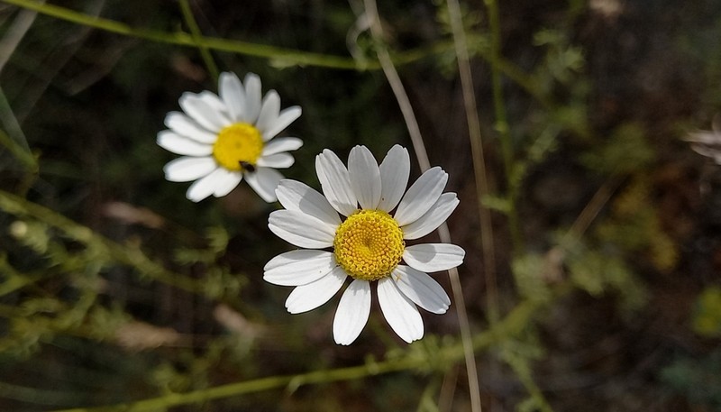 Anthemis macedonica photo 2