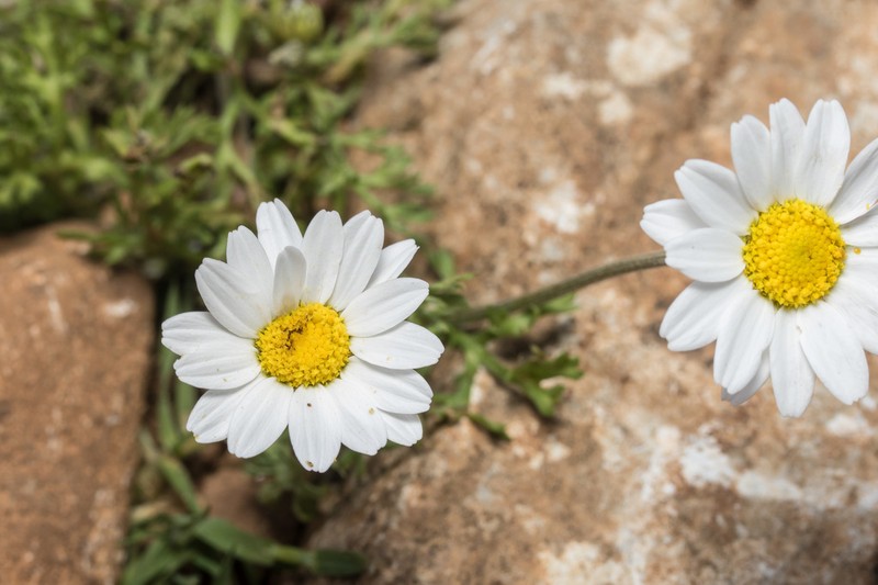 Anthemis macrotis