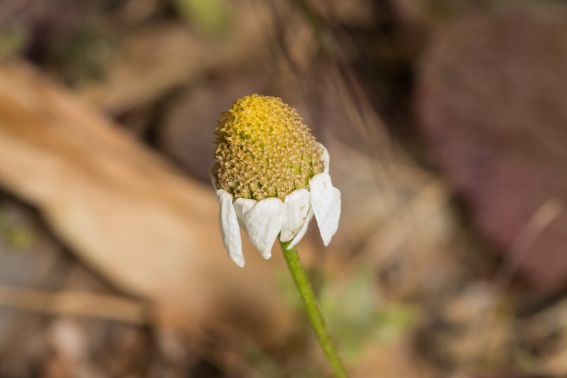 Anthemis macrotis photo 2
