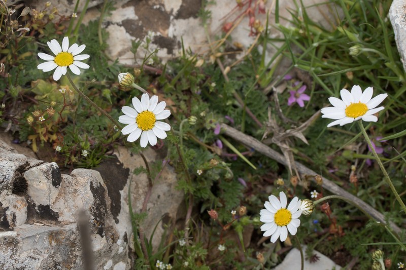 Anthemis macrotis photo 3