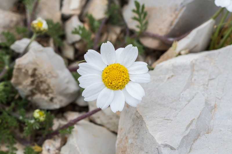 Anthemis macrotis photo 4