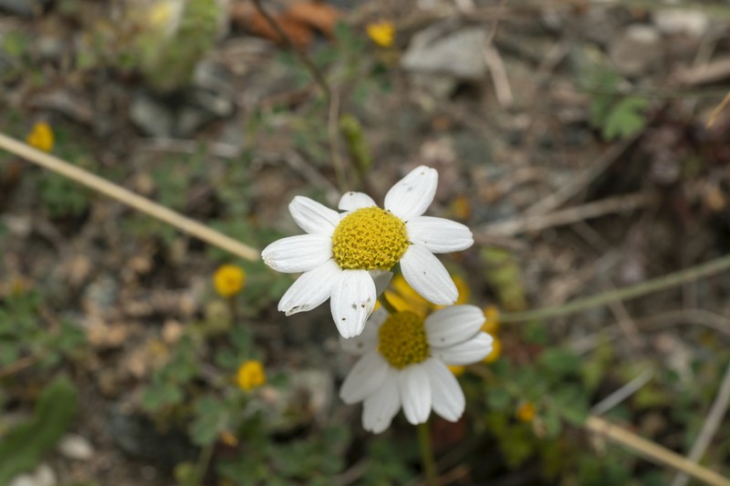 Anthemis macrotis photo 5