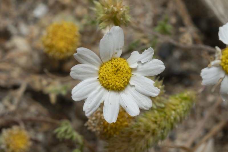 Anthemis macrotis photo 6
