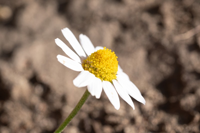 Anthemis macrotis photo 7