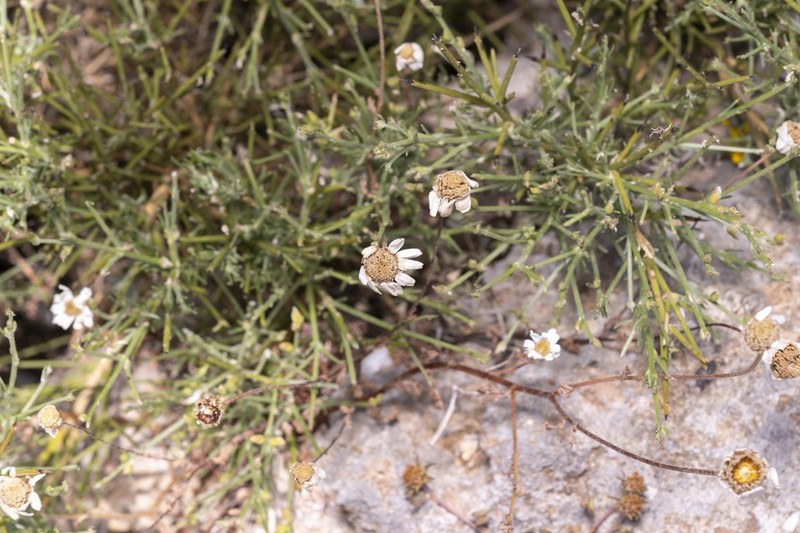 Anthemis macrotis photo 8