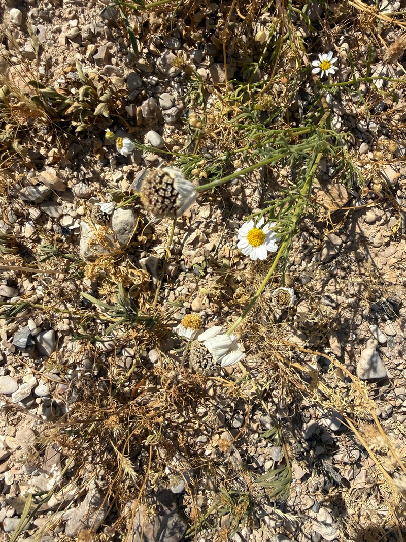Anthemis maris-mortui photo 2