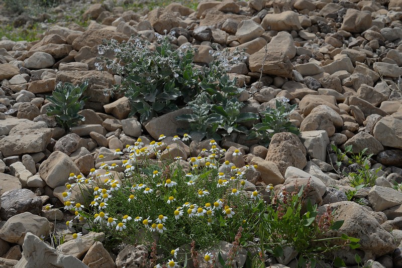 Anthemis maris-mortui photo 3
