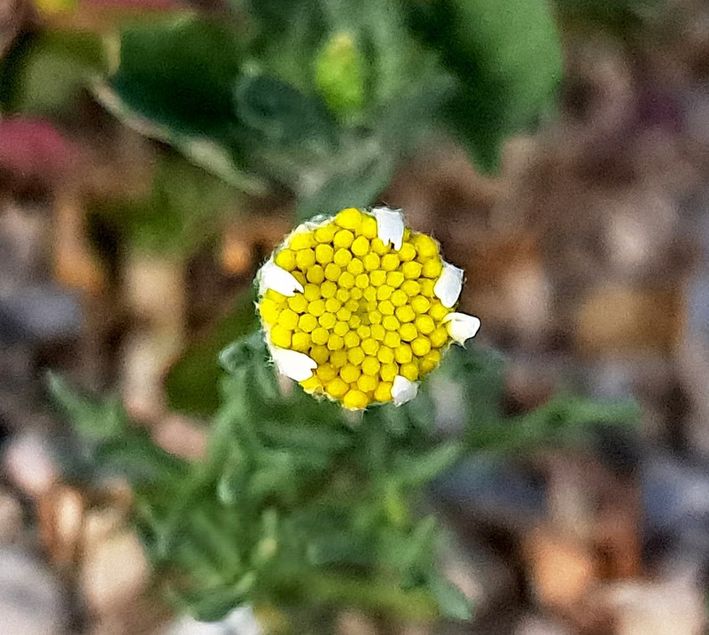 Anthemis maris-mortui photo 4