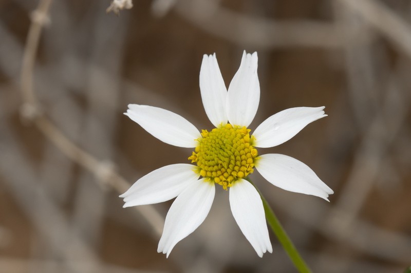 Anthemis maris-mortui photo 5