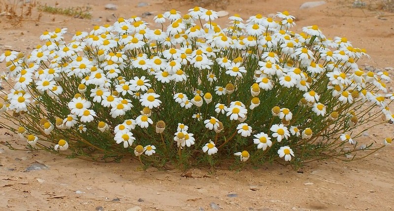 Anthemis maris-mortui photo 6