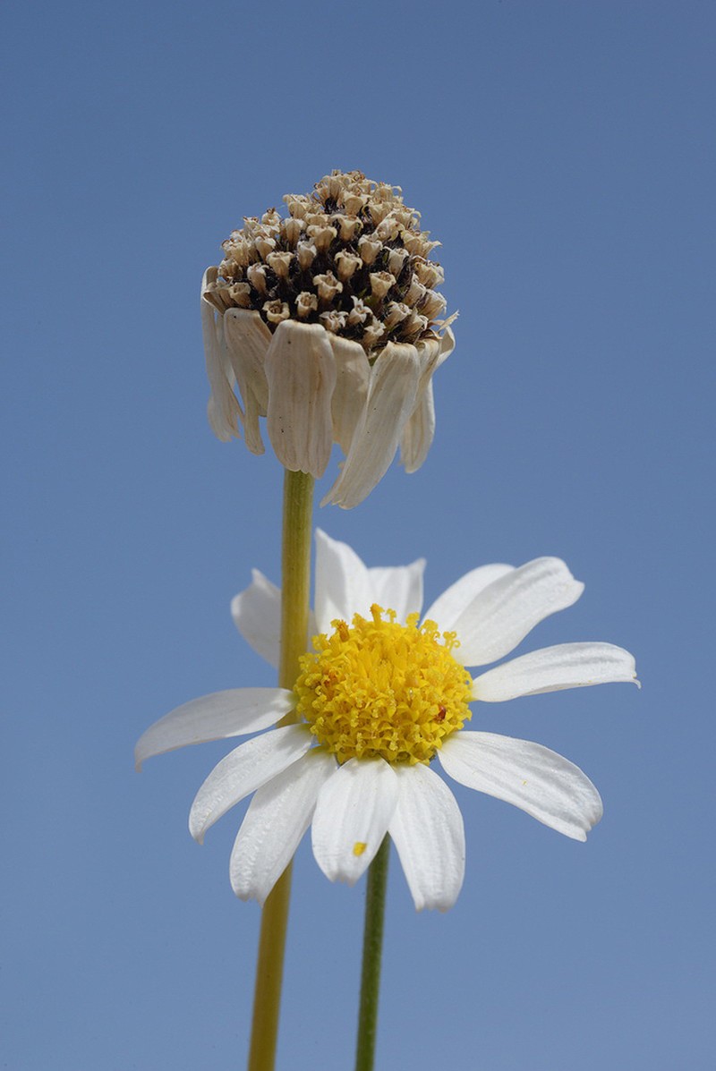 Anthemis maris-mortui photo 7