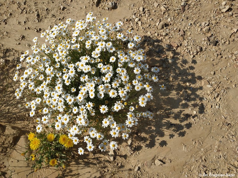 Anthemis maris-mortui