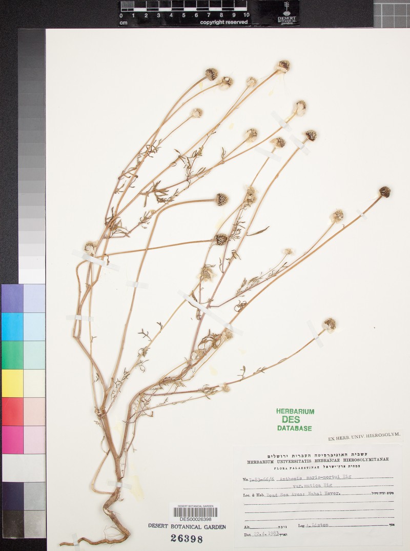 Anthemis maris-mortui photo 2