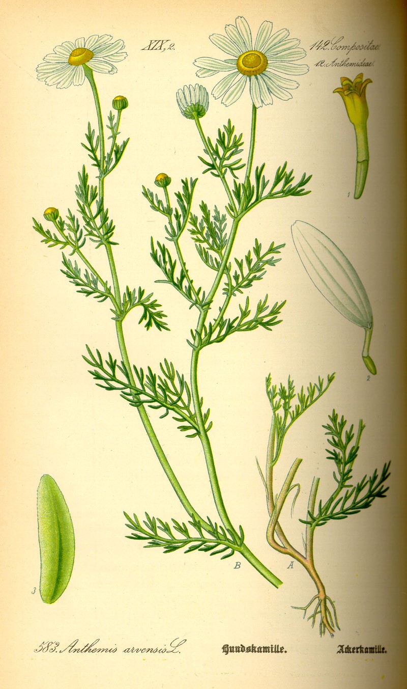 Anthemis maritima