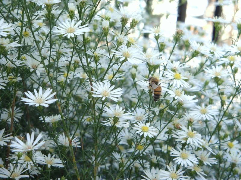 Anthemis maritima photo 2