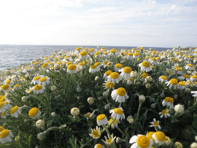 Anthemis maritima photo 3
