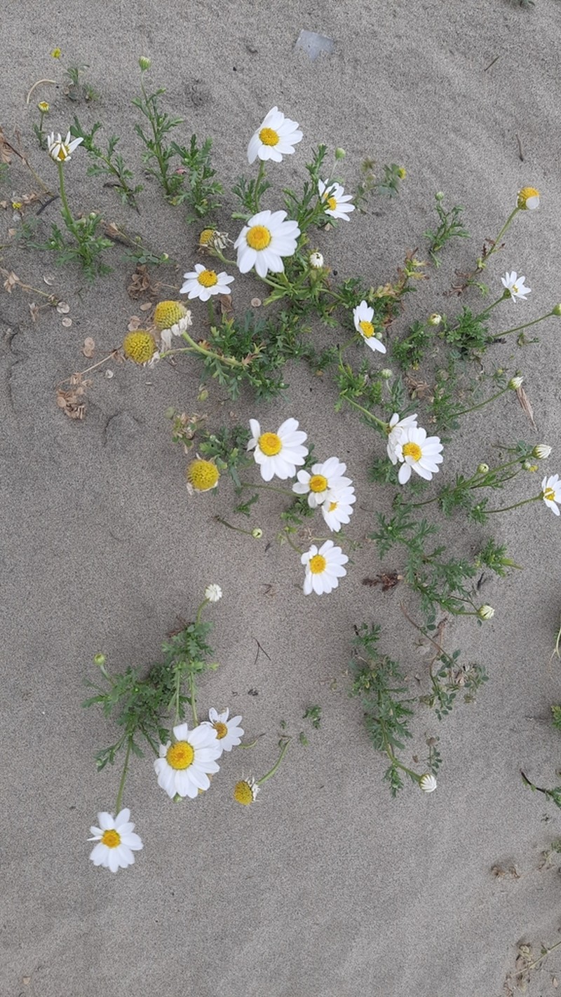 Anthemis maritima photo 4