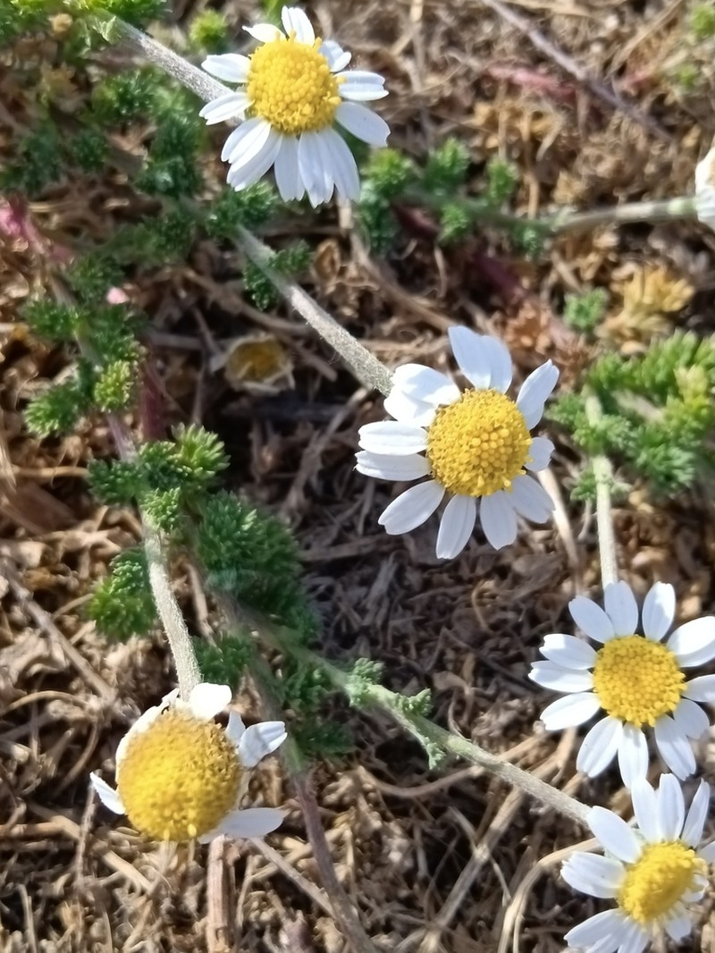 Anthemis maritima photo 5