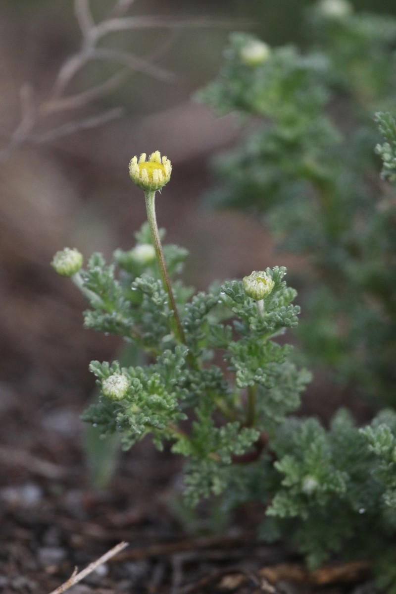 Anthemis maritima photo 6