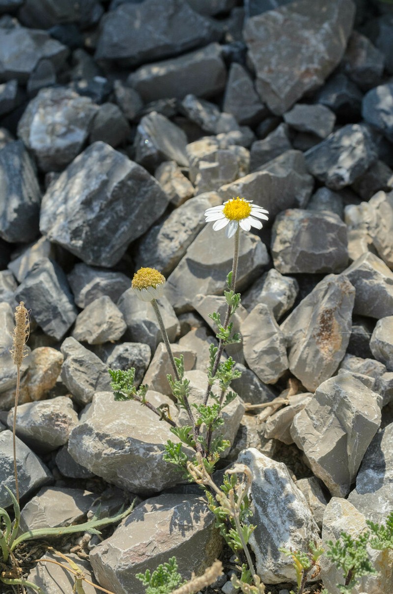Anthemis maritima photo 7