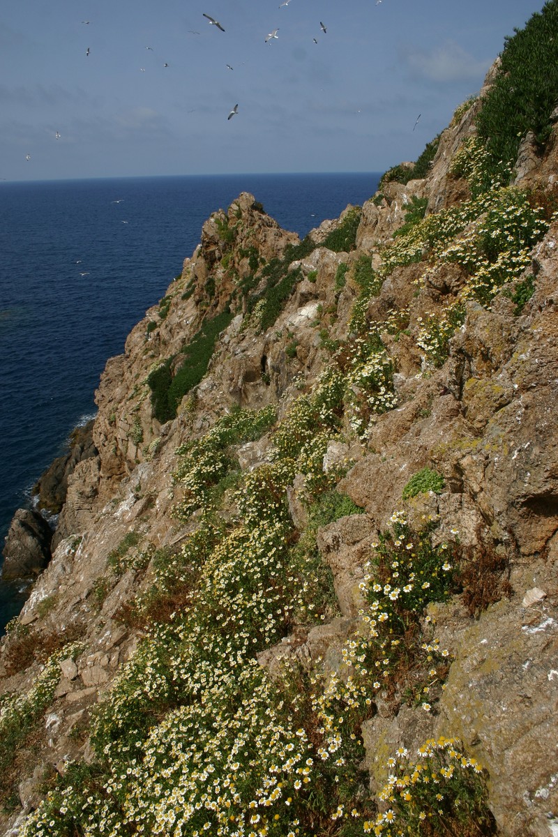Anthemis maritima subsp. bolosii photo 3