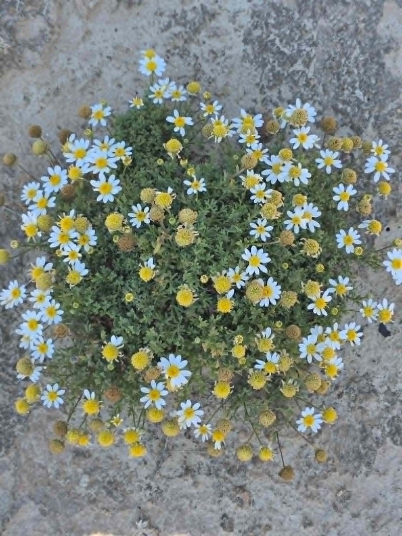 Anthemis maritima subsp. maritima photo 2