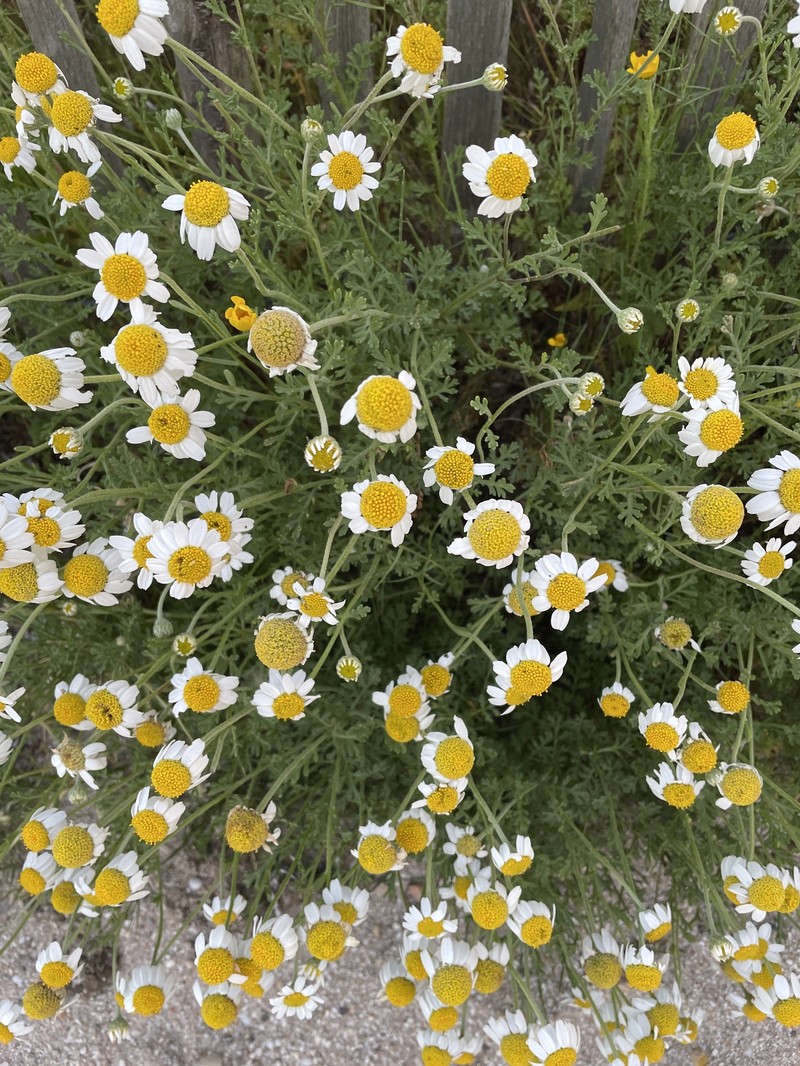 Anthemis maritima subsp. maritima photo 3