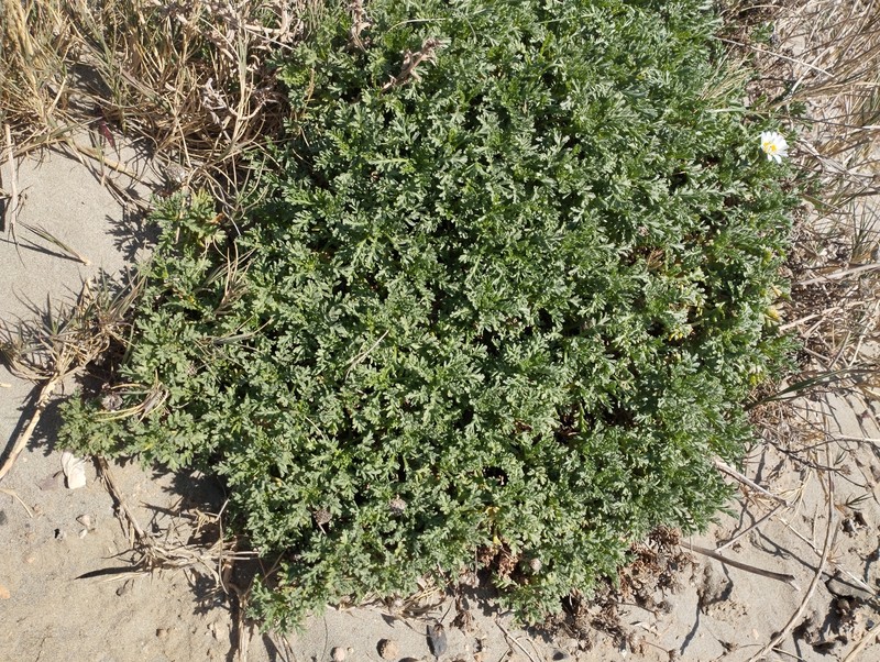 Anthemis maritima subsp. maritima photo 4
