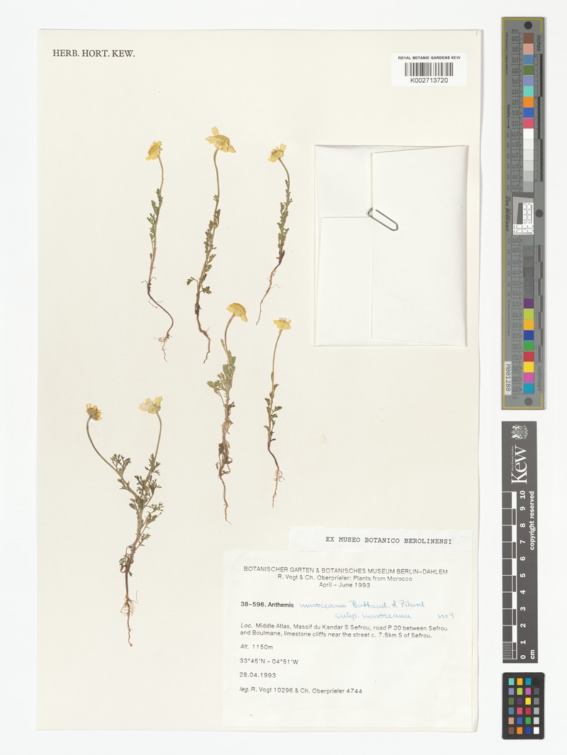 Anthemis marocana photo 2