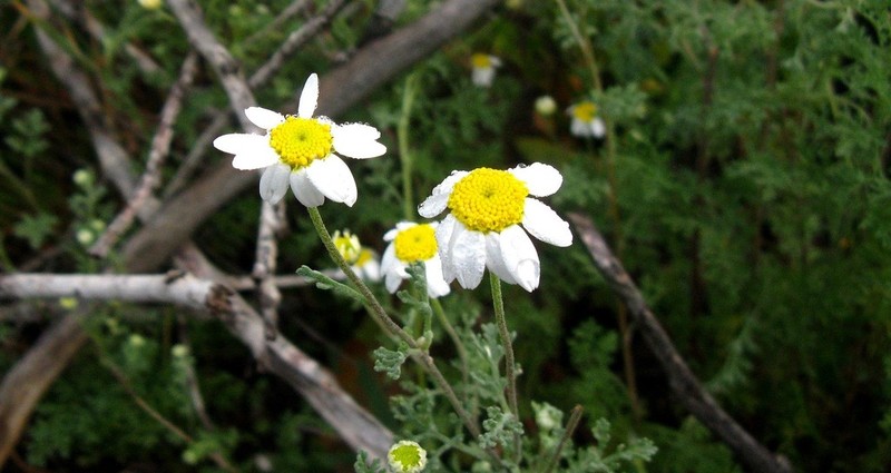 Anthemis mauritiana