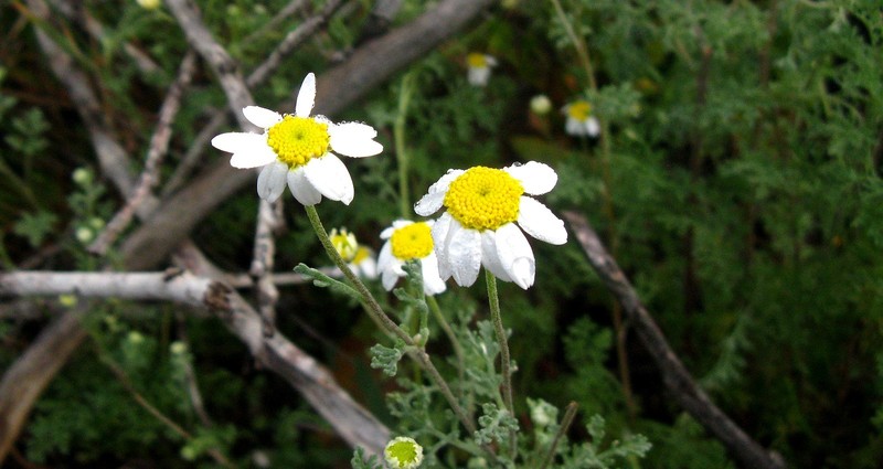Anthemis mauritiana photo 2