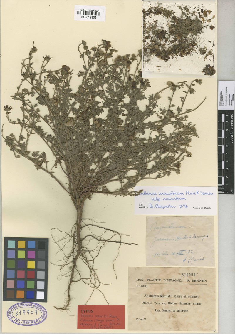 Anthemis mauritiana subsp. mauritiana