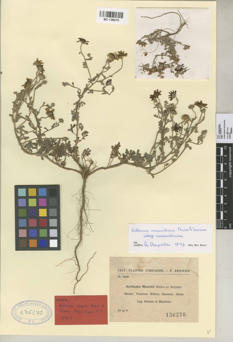 Anthemis mauritiana subsp. mauritiana photo 2