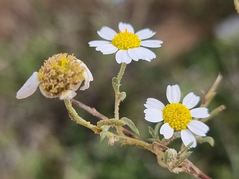 Anthemis melampodina