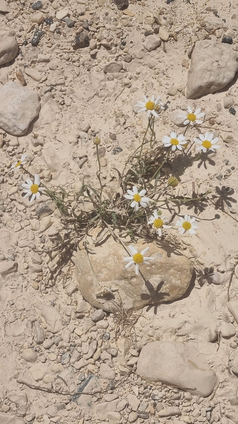 Anthemis melampodina photo 2