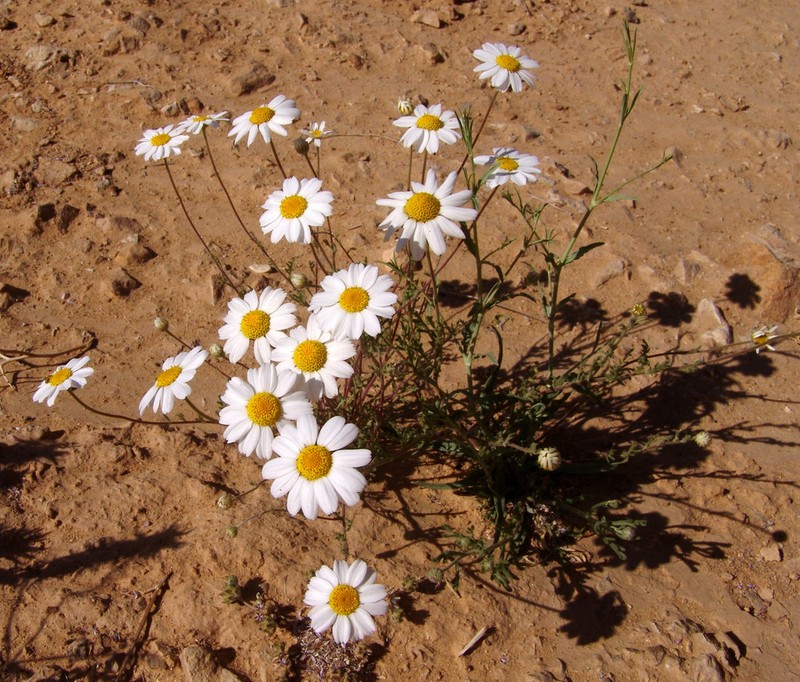 Anthemis melampodina photo 3