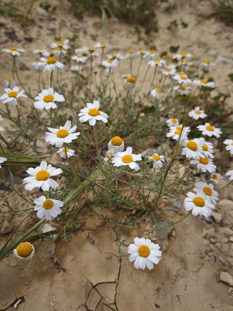 Anthemis melampodina photo 4