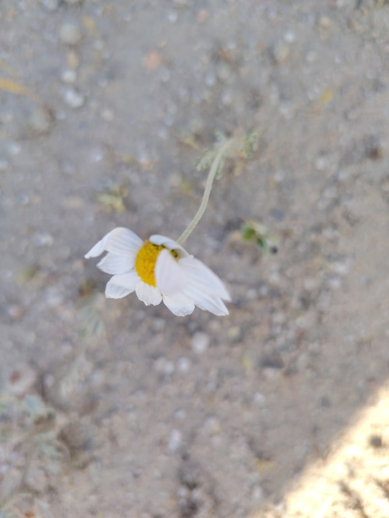 Anthemis melampodina photo 5