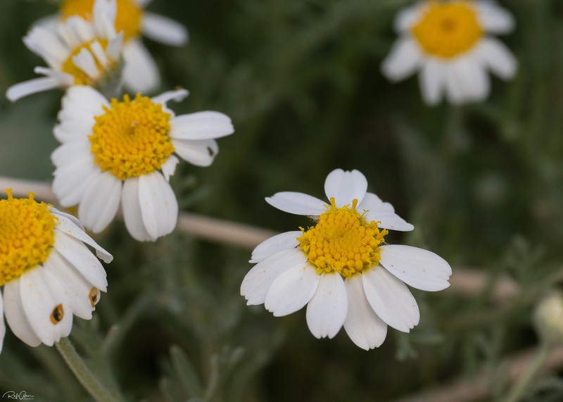 Anthemis melampodina photo 7