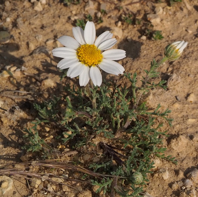 Anthemis melampodina photo 8