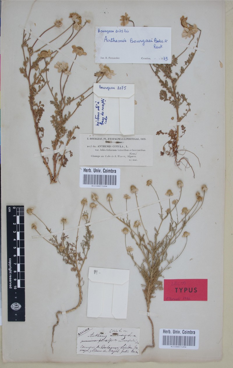Anthemis microcephala