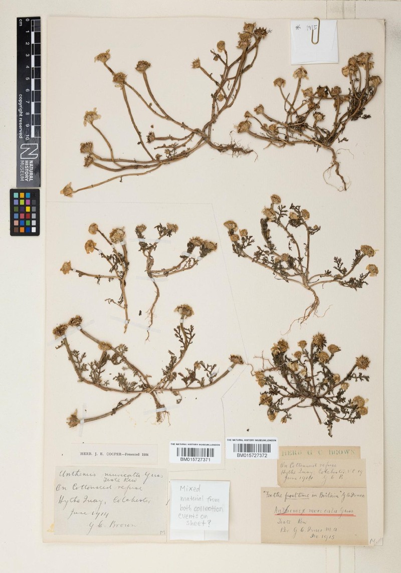 Anthemis muricata