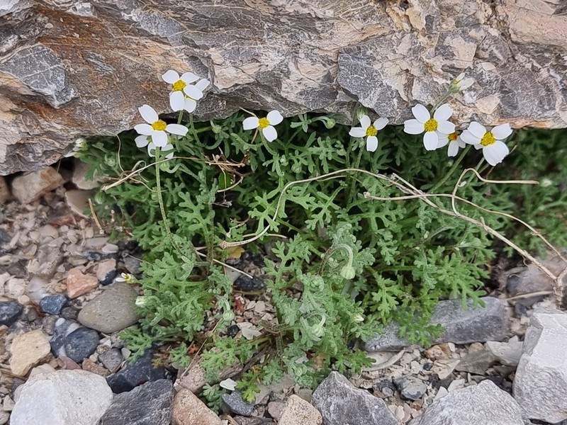 Anthemis odontostephana